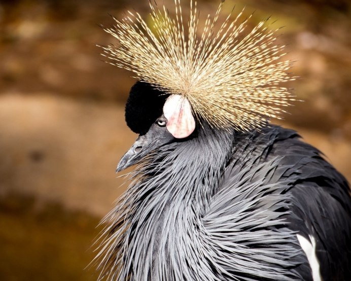 Дрозд с хохолком