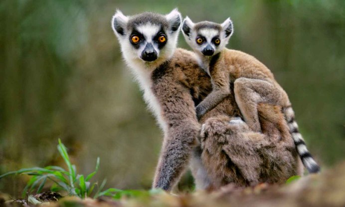 Кошачий лемур