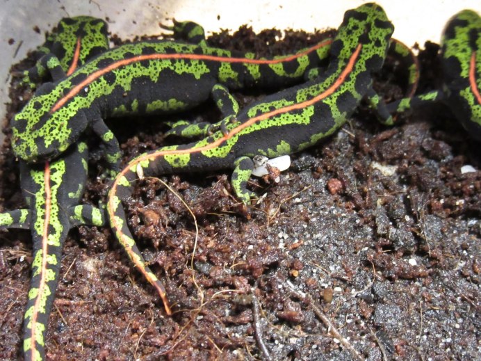 Triturus marmoratus
