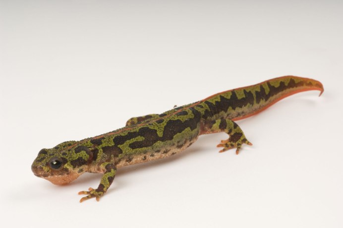 Мраморный Тритон игрушка