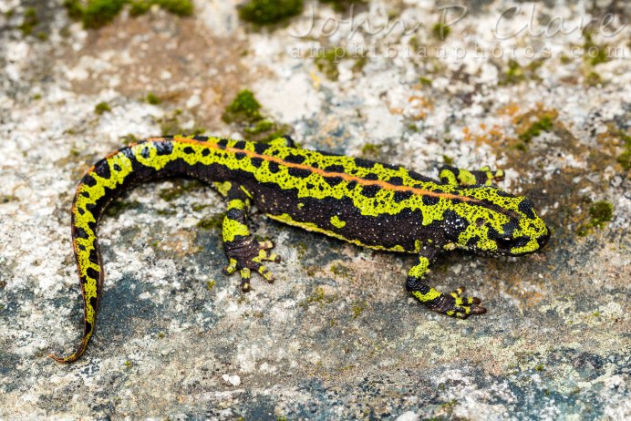 Карликовый мраморный Тритон