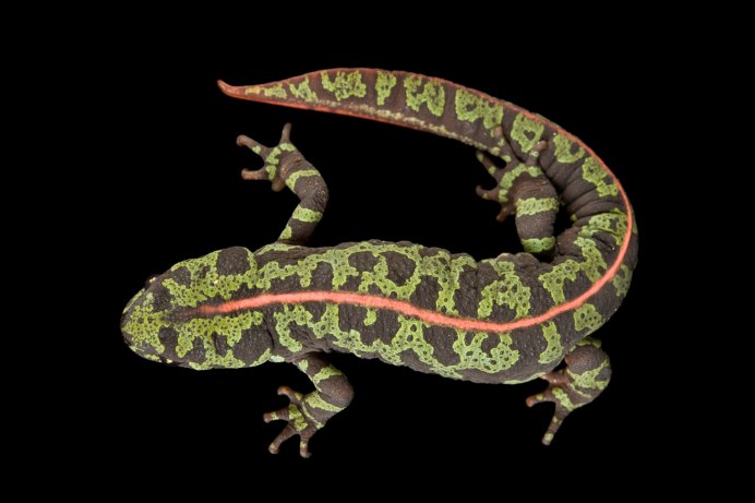 Тритон обыкновенный детёныш