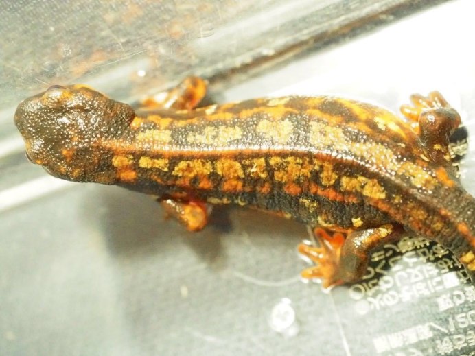 Карликовый мраморный Тритон