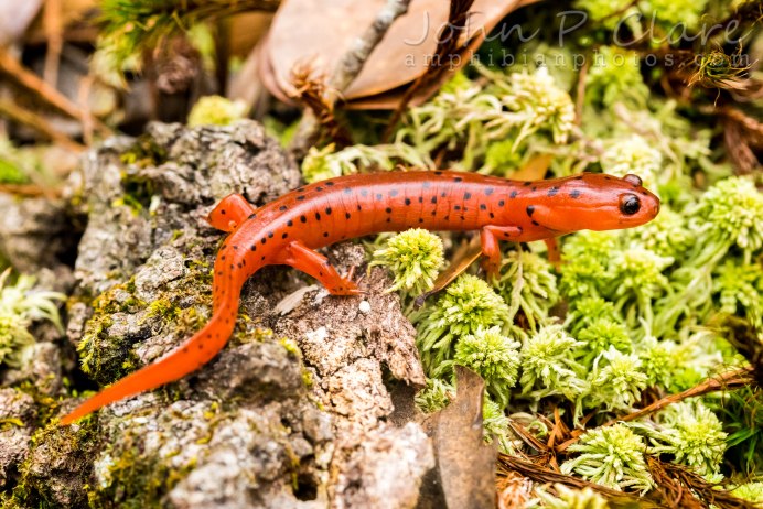 Обыкновенный Тритон