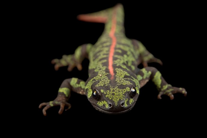 Тритон обыкновенный Самара