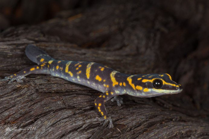 Гребенчатый Тритон личинка