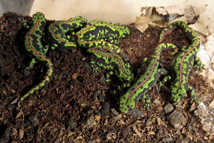 Водяная ящерица Тритон