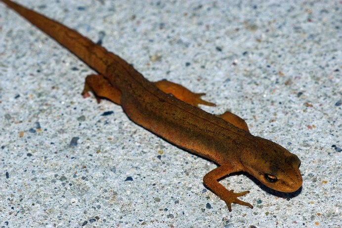 Мраморный Тритон игрушка