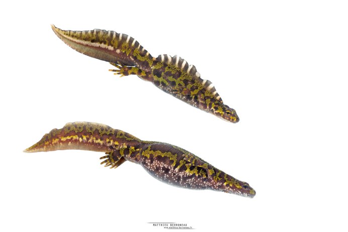 Карликовый мраморный Тритон откладывает яйца