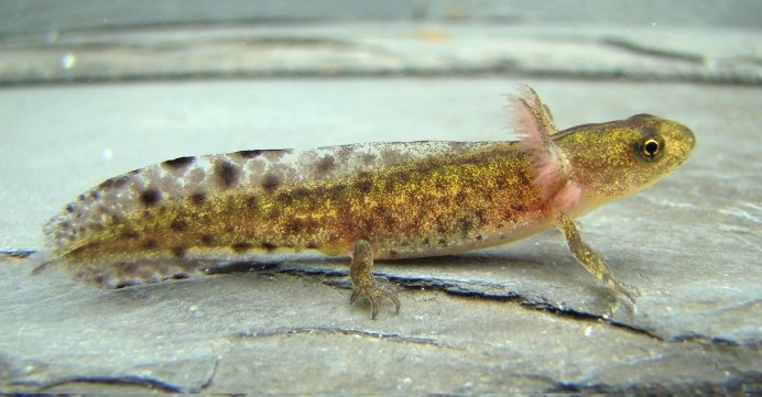 Фото игрушка мраморный Тритон