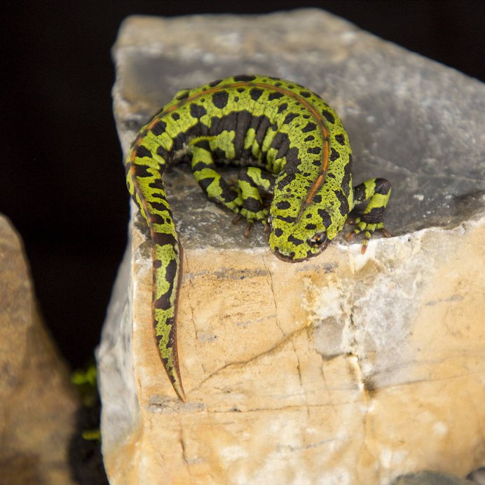 Карликовый мраморный Тритон