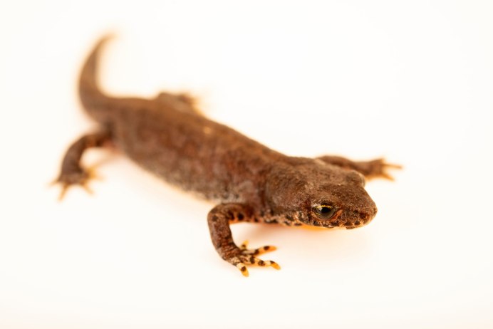 Огненная саламандра