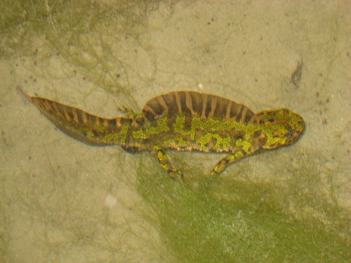 Triturus marmoratus