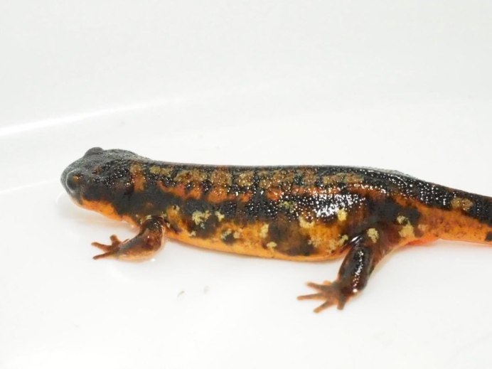 Тритон гребенчатый аквариумный