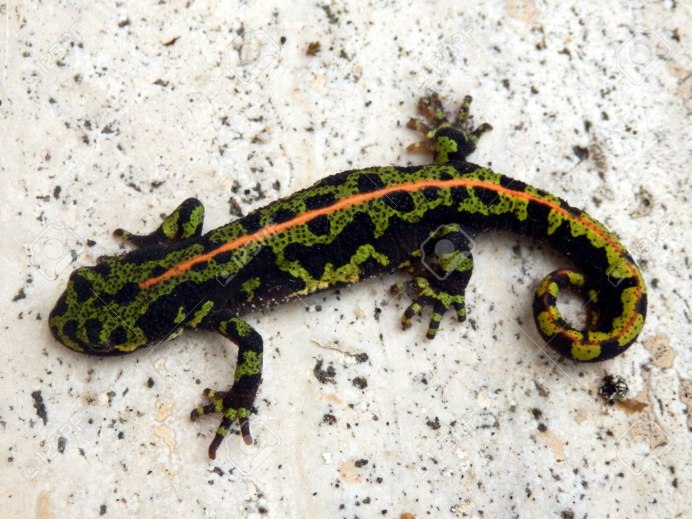 Тритон обыкновенный детёныш