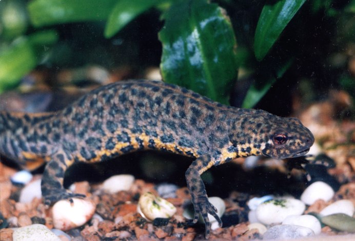 Тритон Лауренти