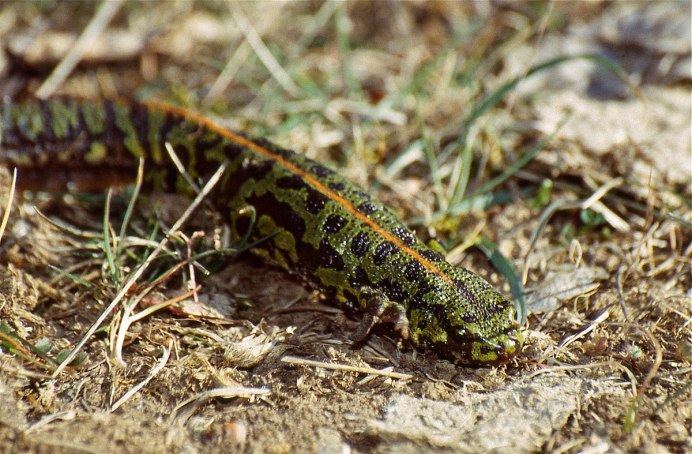Triturus marmoratus