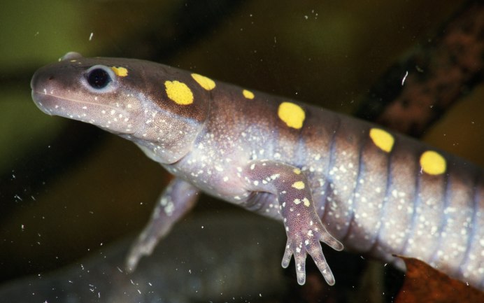 Зарисовать образ Тритона