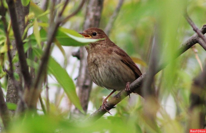 The Thrush Nightingale (Luscinia Luscinia)