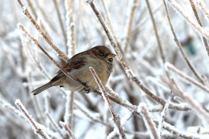 Соловей-красношейка Luscinia Calliope