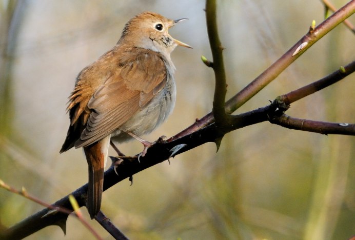 Luscinia Calliope