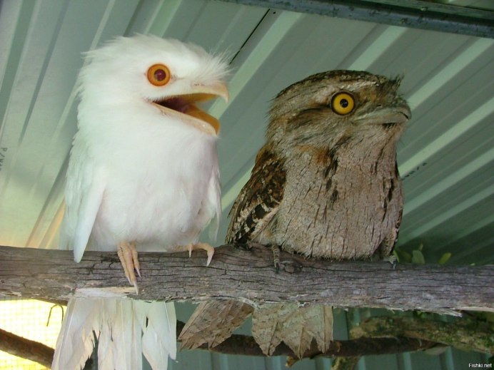 Совиный козодой