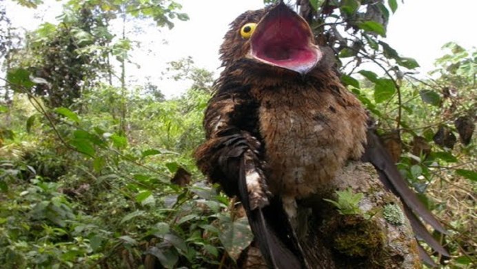 Potoo (исполинский козодой)