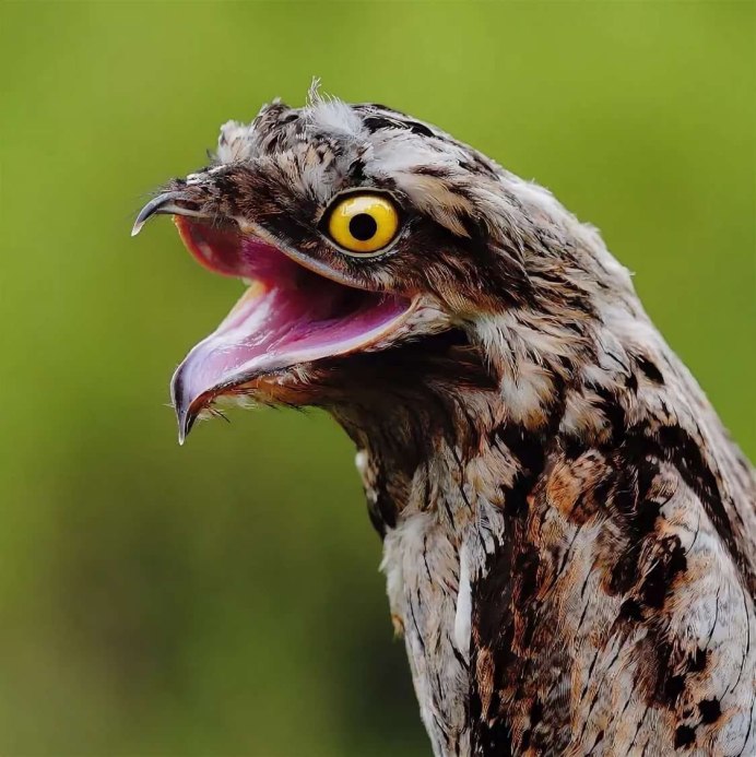 Венесуэла исполинский серый козодой