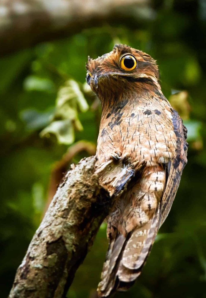 Козодой птица