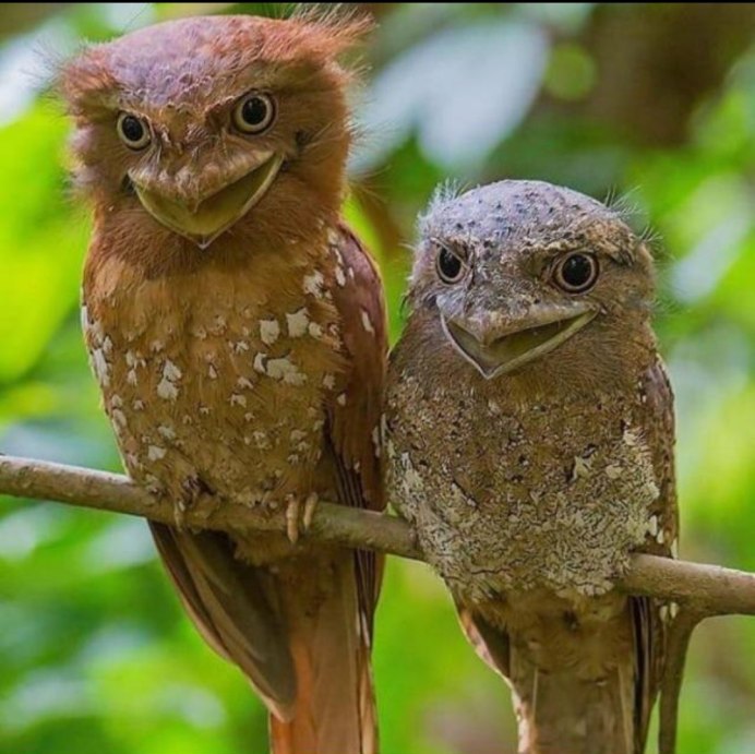 Дымчатый лягушкорот