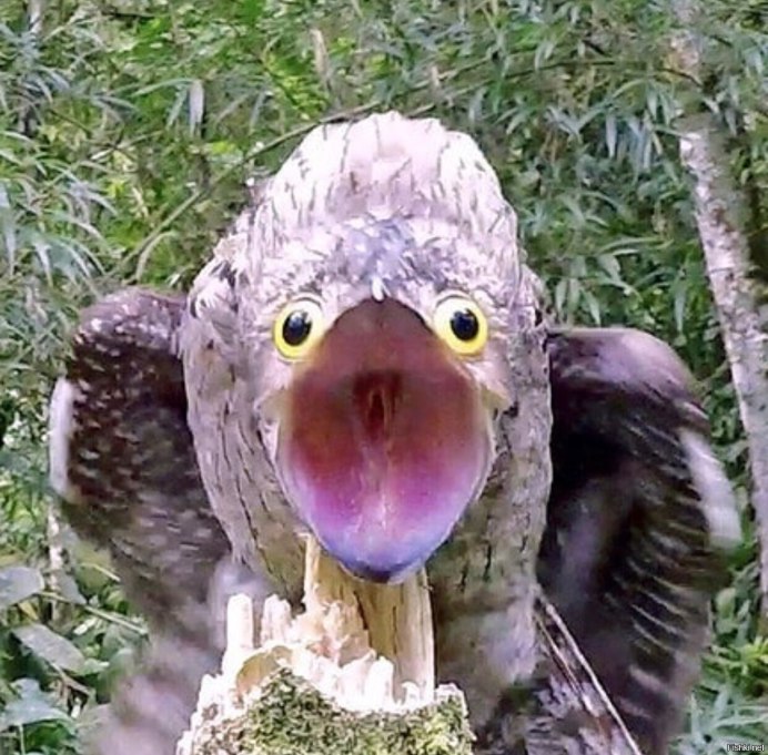 Козодой лягушкорот