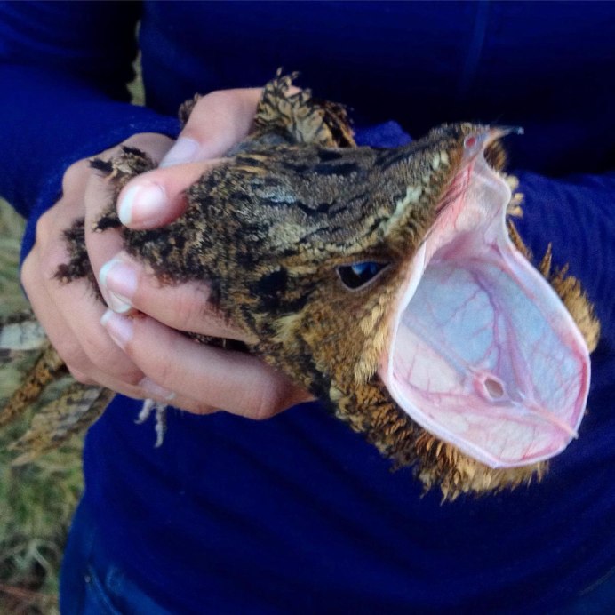 Исполинский козодой Сова