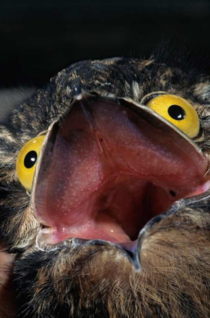 Исполинский козодой