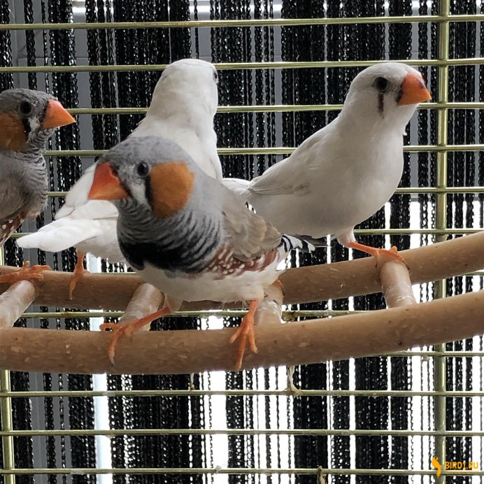 Птенец амадина