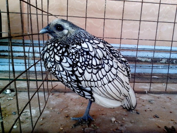 Необычные декоративные птицы