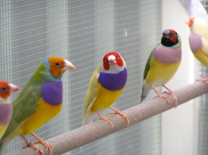 Гульдова амадина