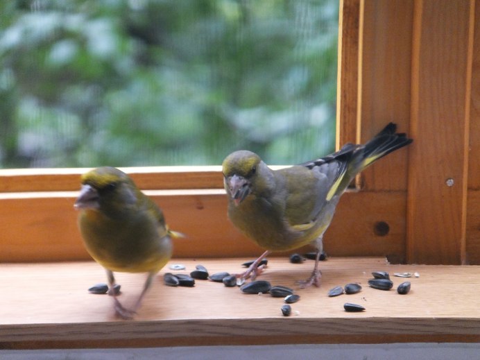 Лучшие птицы для дома