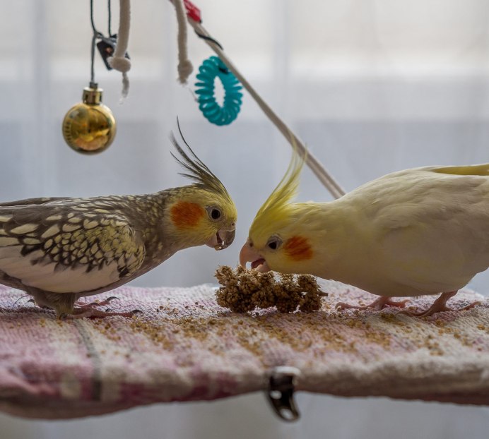 Декоративные птицы для дома живые