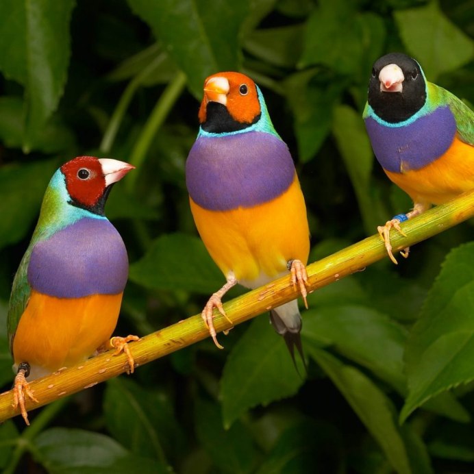 Попугаи амадины Гульда