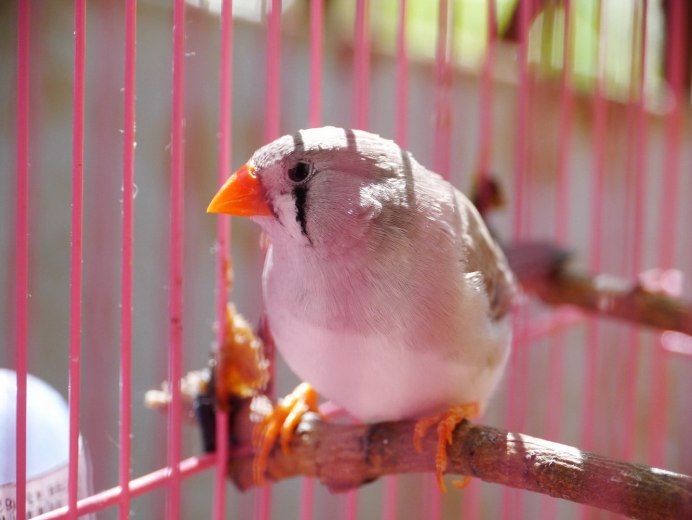 Амадина попугай