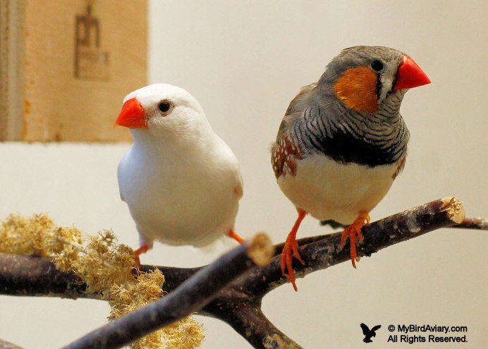 Неразлучники попугаи