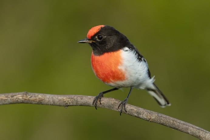 Странствующий Дрозд (turdus migratorius)