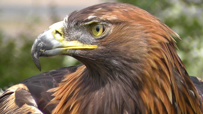 Беркут Aquila chrysaetos (Linnaeus, 1758)