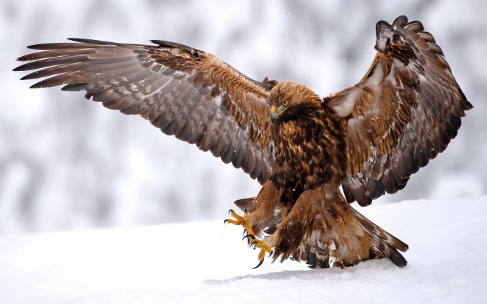 Eagle АС