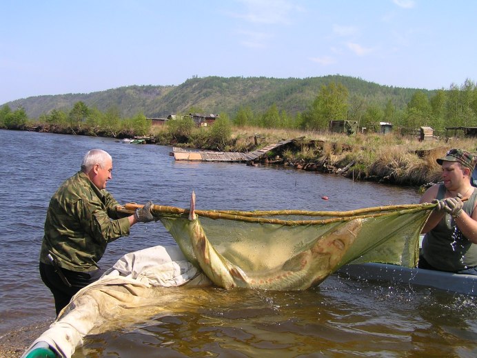 Краснокнижный Сахалинский осетр в реке