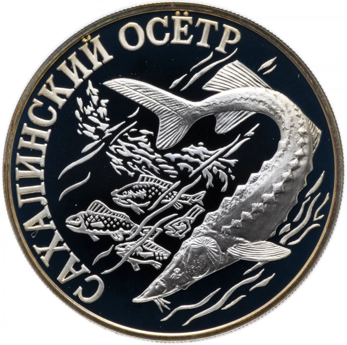 Свечка осетра