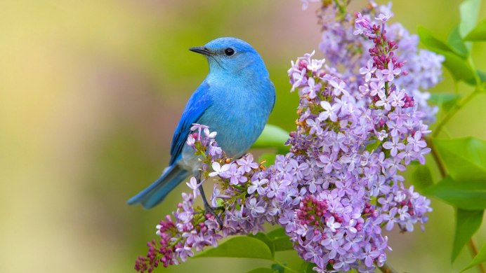 Живая природа птицы
