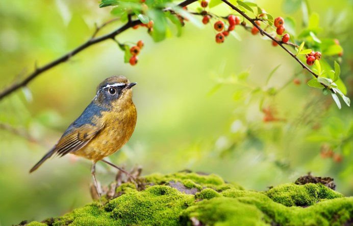 Природа птицы
