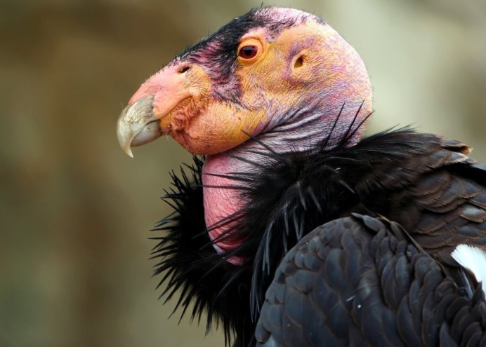 Shoebill Stork птица
