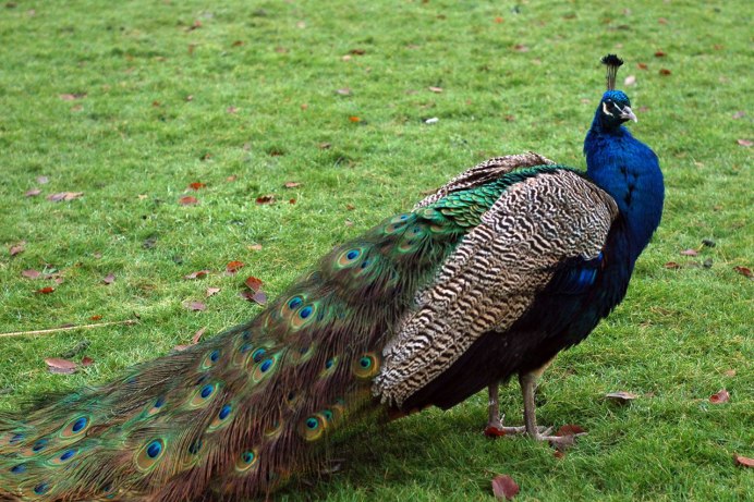 Павлин (Pavo cristatus)